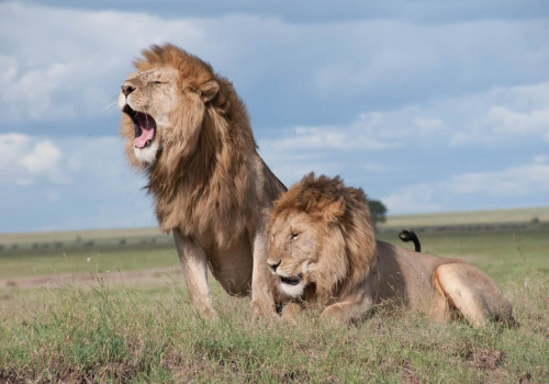 De Big Five bewonderen tijdens een rondreis door Afrika? Dit kun je verwachten!