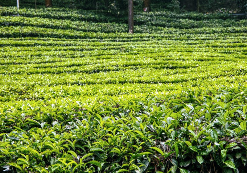 De mooiste thee-producerende landen op zeker eens te bezoeken